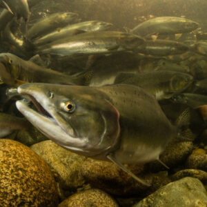 New Resource on Wild Salmon Conservation & Youth Actions